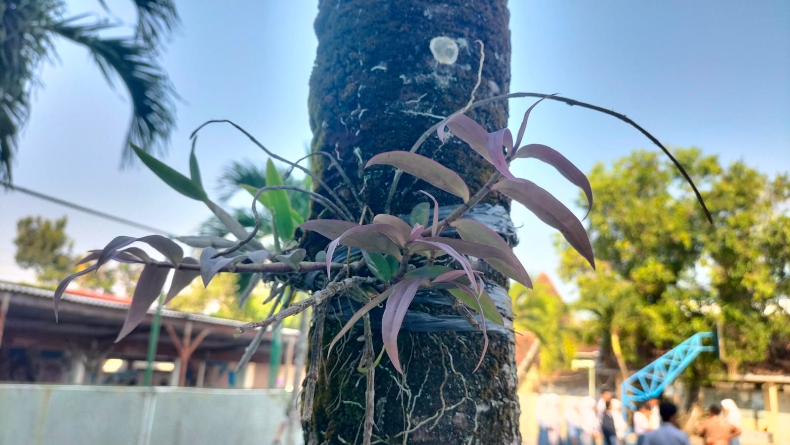 Anggrek Dendrobium