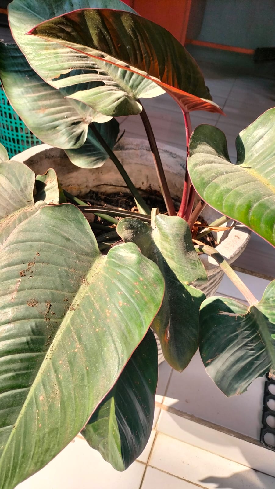 Philodendron Merah