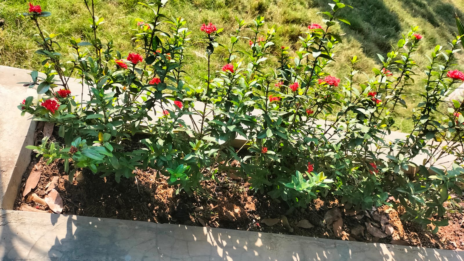 Semak Ixora